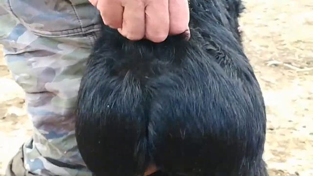 Ягненок 2 недели. смотреть онлайн