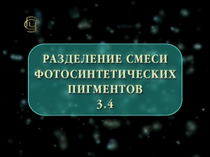 Разделение смеси фотосинтетических пигментов