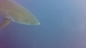 Акула какает на дайвера Great White Shark poops on divers