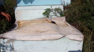 Дневник пчеловода. 18-23 августа 2017 Замена меда на сахар.