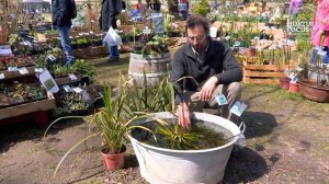 Conseil d'Expert : Plante aquatique, comment cultiver le cactus d'eau. Les conseils de Éric Lenoir.