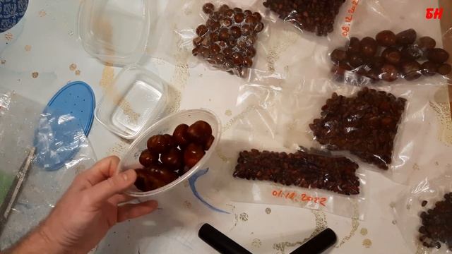 новый способ вырастить кедр, фундук, каштан, из ореха в домашних условиях проще простого смотреть онлайн