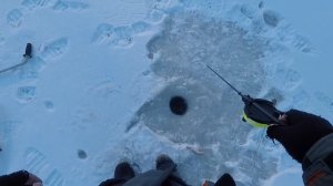 Ловля Окуня на Яйца зимой 2021.Уловистая приманка на окуня.Зимняя рыбалка на окуня.Окунь на балду