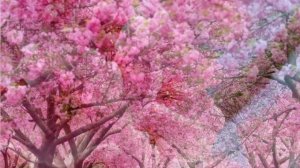 Сакура для Бонсай