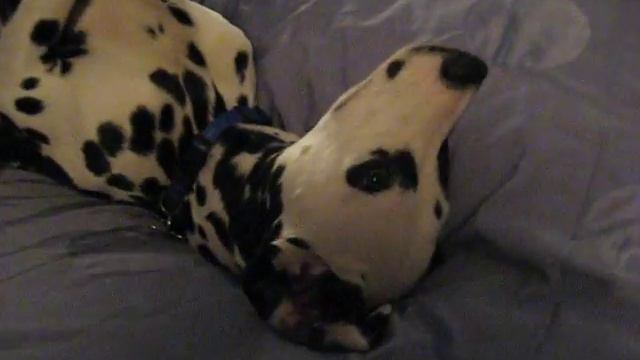 Blue chillin' in bed смотреть онлайн