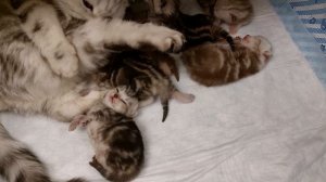 Милые шотландские котята)) 10 день жизни.
