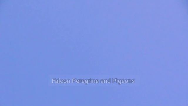 Сокол Сапсан яростно атакует голубей. The Falcon Peregrine attacks the pigeons violently смотреть онлайн