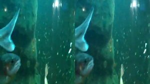 Аквариумные рыбки 3D