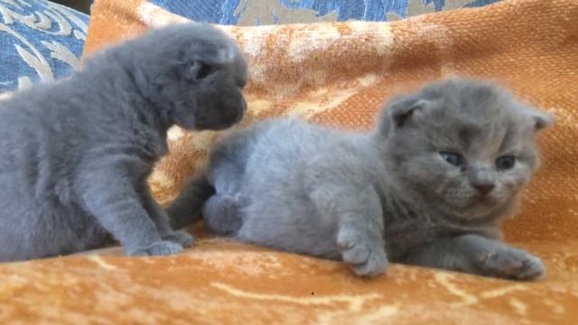 Вислоухие Британские Котята!!!