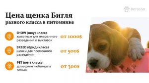 Бигль Цена, стоимость собак породы Бигль