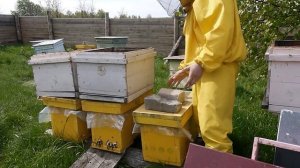 Сурепковые берега, медовые реки. Первые матки. Освобождаю 6 рамочные ппс