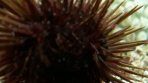Морской ёж в аквариуме