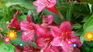 Вейгела Люцифер (Вейгела Lucifer). Краткий обзор, описание характеристик, где купить саженцы Lucife