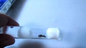 Поймал матку садовых муравьев!!!