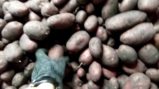 В хранилище, картофель сорта Эволюшн смотреть онлайн