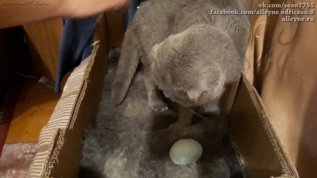 Мой котенок скоттиш фолд Лапик любит сгущенку.