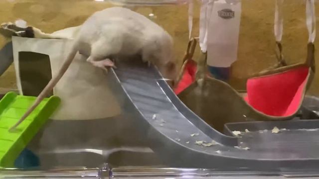 Эти забавные животные.Как Крыса Лола прижилась дома.Приручаем крысу😜