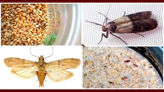 МОЛЬ В КВАРТИРЕ!!!!!!!!! смотреть онлайн