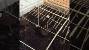 Розы.Надежное укрытие для роз.Быстро и функционально .