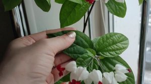 Клеродендрум Томпсона. Особенности ухода и мои секреты.