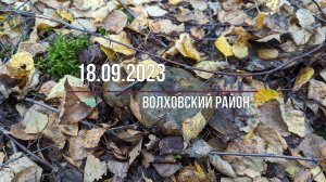 Грузди, волнушки и рыжики, Волховский район ЛО.