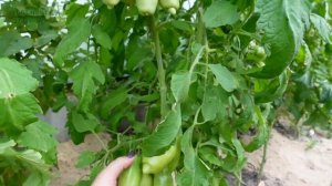 Томату ДАМСКИЙ УГОДНИК 100 дней! Обзор сортов ТОМАТОВ!