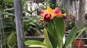 Brassolaeliocattleya Toshi's Magic "Doris" | Orchid Hybrid