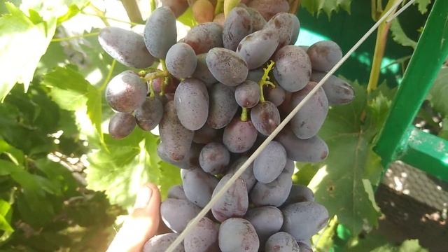 Виноград Каталонія смотреть онлайн