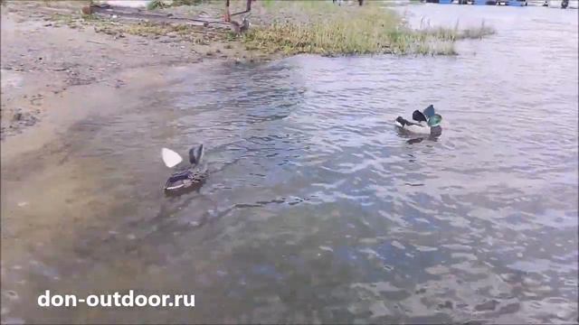 Электромеханические чучела кряквы на базе GreenHead Life Size смотреть онлайн