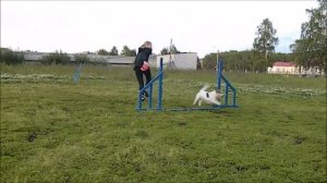 Учебное видео по аджилити: Поворот из-под себя