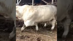 Супер Бык 900 кг. Красавец! Порода Шароле.