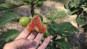 Инжир Desert King Король Пустыни основной урожай