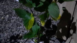 Обзор посылки с гортензиями из питомника "Аннабель".