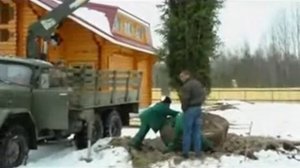 Как посадить 10-ти метровую крупномерную ель? Смотри тут!