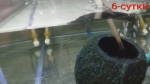 Апистограммы Какаду от икринки до рыбки