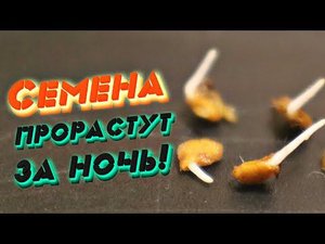 Я и сама сначала не верила! Забыла что такое хилая рассада. В чем замочить семена перед посадкой?