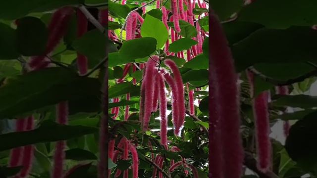 Nature's best: Acalypha hispida, the chenille plant