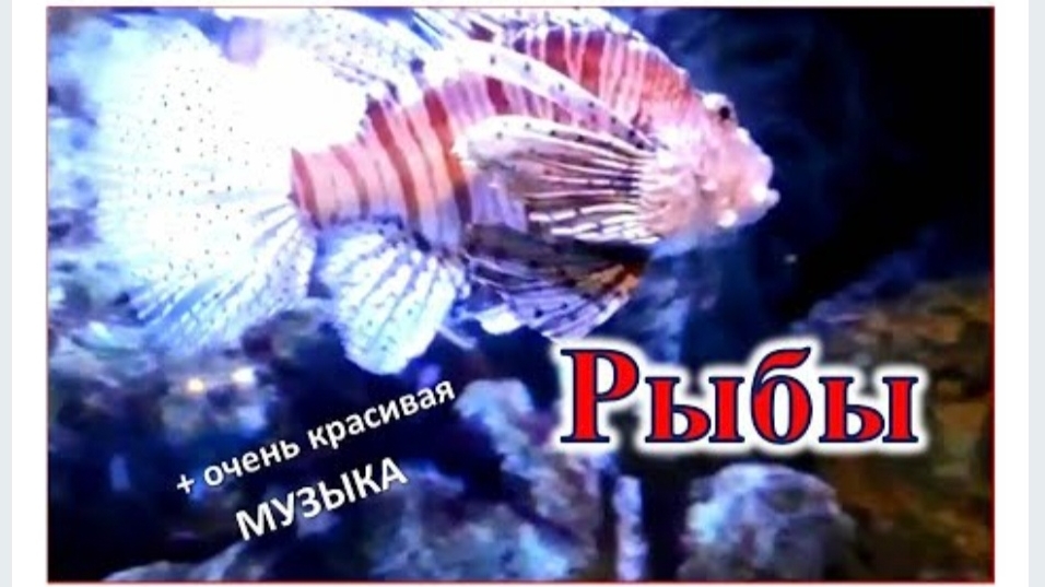 РЫБЫ. ПУТЕШЕСТВИЕ. Александра Миркушова
