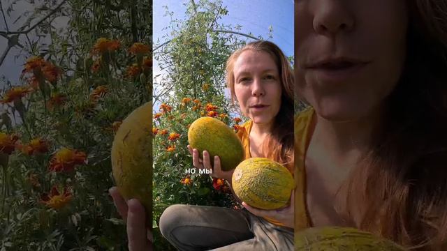 Дыньки в этом году получились