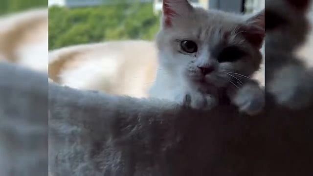 досуг кошки#на открытом воздухе кошка лазит по деревьям#кошачий мешок#ограждение домашних игрушек