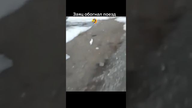 Заяц обогнал поезд