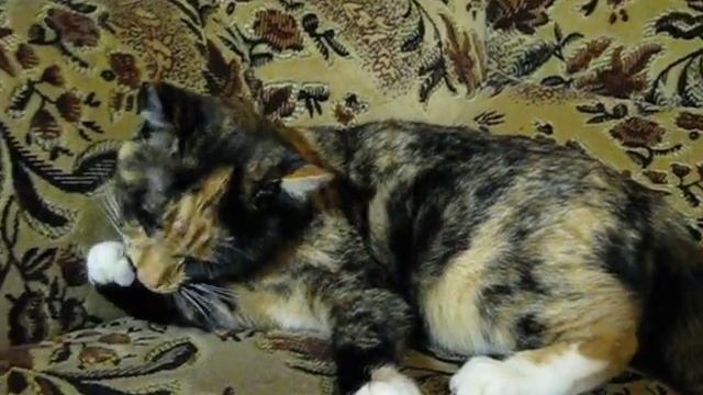 Трехцветная кошка удачи черепахового окраса - смесь обычного уличного кота с девон рексом смотреть онлайн