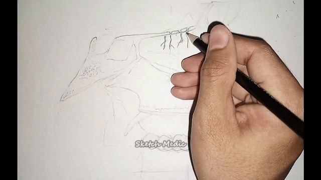 Anatomy Sketches : Nasal Septum | @sketchmed1122 | #sketch #drawing #education #medical #anatomy смотреть онлайн