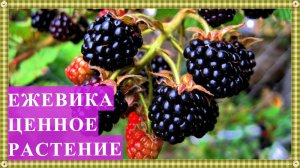 ЕЖЕВИКА ценное растение. Содержание полезных веществ в ежевике. Ежевичный чай