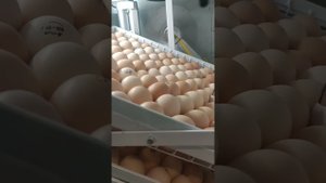 Тестируем инкубатор на 200 с полной загрузкой