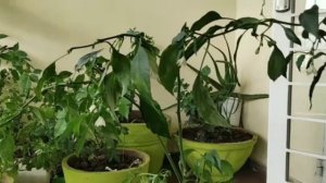 How to grow chillies at home /how to save falling flower of chilly plants/పచ్చి మిరప మొక్కలు/mirchi