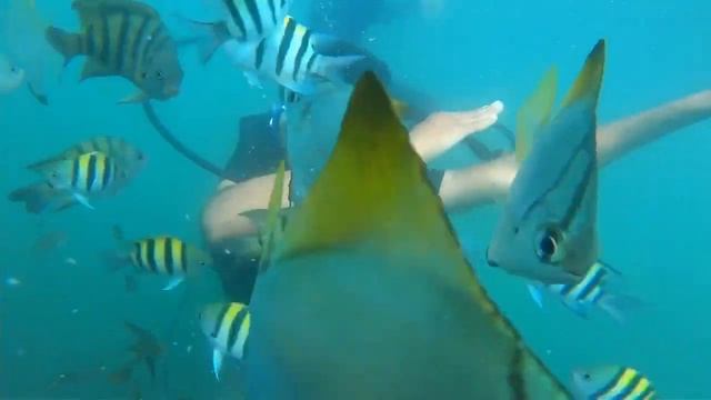 Scuba Diving in Goa @1699 | Goa Diving & Water Sports 2022