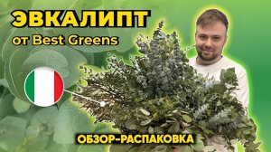 Обзор Эвкалипта от плантации Best Greens