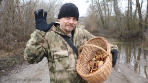 Фламмулина стальниковая, бархатистоножковая и редкий гриб из КК