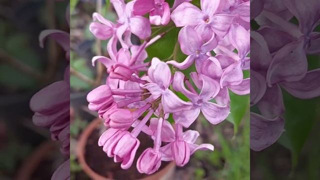 Buffon (Бюффон) 2021 смотреть онлайн